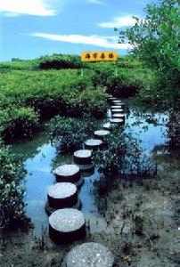 湛江紅樹林自然保護區