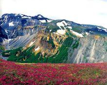 產地——長白山