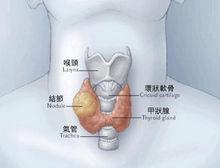 甲狀腺濾泡腔