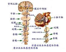 神經中樞系統