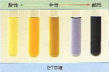 BTB試劑