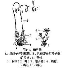 葫蘆蘚屬