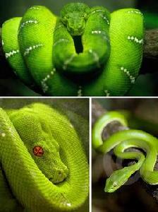 綠蛇