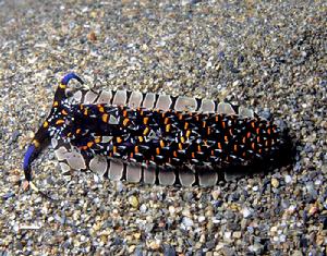 （圖）Cerberilla ambonensis nudibranch