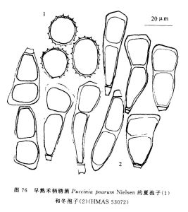 早熟禾柄鏽菌