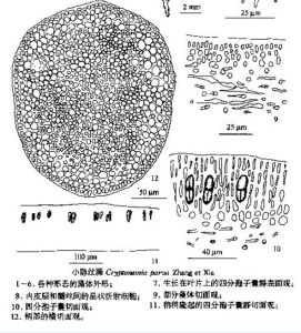 下半部圖片