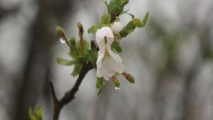 樟木頭櫻花山莊