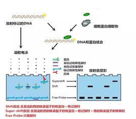 酵母雙雜交