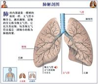 肺部解剖圖