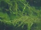 普生輪藻