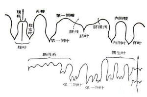 菊石縫合線