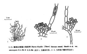 棘刺紅索藻小孢變種