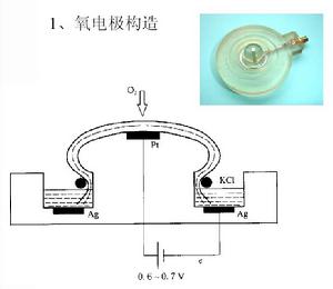 線粒體呼吸測定儀