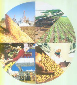 巴西農業