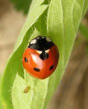 七星瓢蟲Coccinella septempunctata