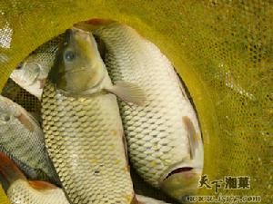 塘鯉魚