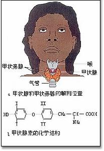 單純性甲狀腺腫