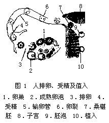 皮質反應