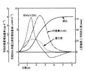 比生長速率