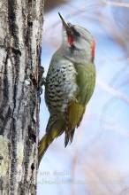 日本綠啄木鳥