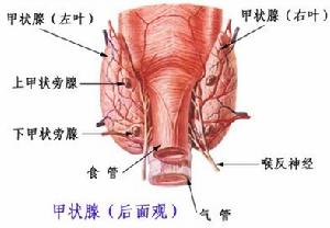 自身免疫性甲狀腺病