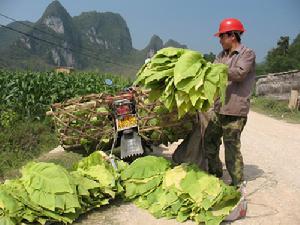 （圖）菸葉