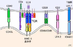 BCR複合物