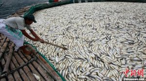 5月29日，一名漁民在菲律賓呂宋島西南端八打雁省的塔阿爾火山湖旁清點死魚。