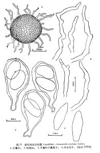 藜科內絲白粉菌