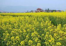 油菜花大觀園