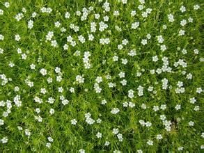 山芫荽屬