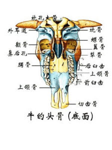 鼻旁竇炎