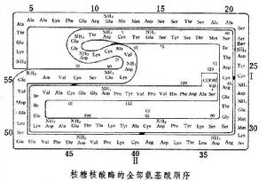 蛋白質順序分析