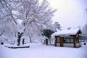 紫雲霽雪