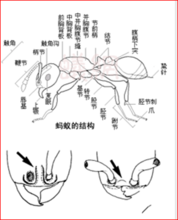 弓背蟻