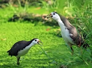 白胸苦惡鳥