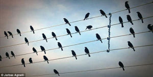 鳥兒在電線上的站位