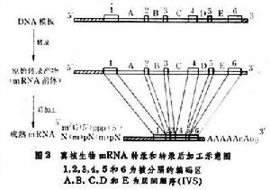 轉錄