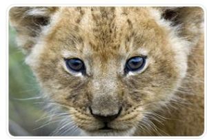 野生動物拼圖