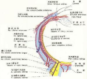 眼球運動障礙