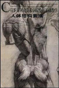 人體結構素描