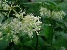 黃蜀葵花[錦葵科秋葵屬植物]