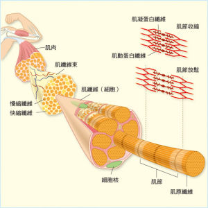 肌纖維機構圖