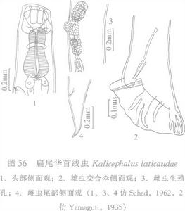 扁尾蛇華首線蟲