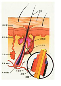 毛髮生理學