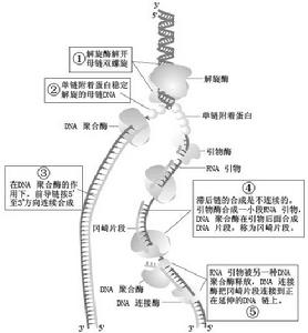 半不連續複製