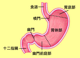 胃部形態結構