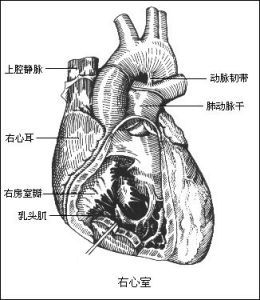 非陣發性竇性心動過速