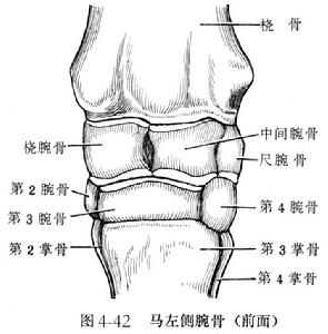 橈腕骨