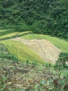 老龍溝村[雲南省文山州丘北縣雙龍營鎮老龍溝村]